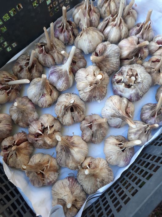 Продам домашний чеснок