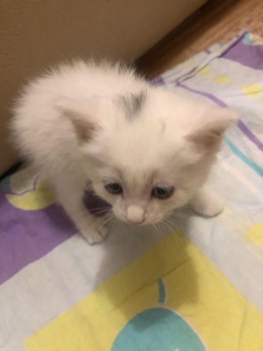 Отдадим котенка