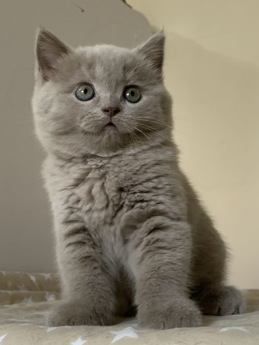 Продается котенок.Скотиш страйт.2 мес.Девочка.Лилового окраса