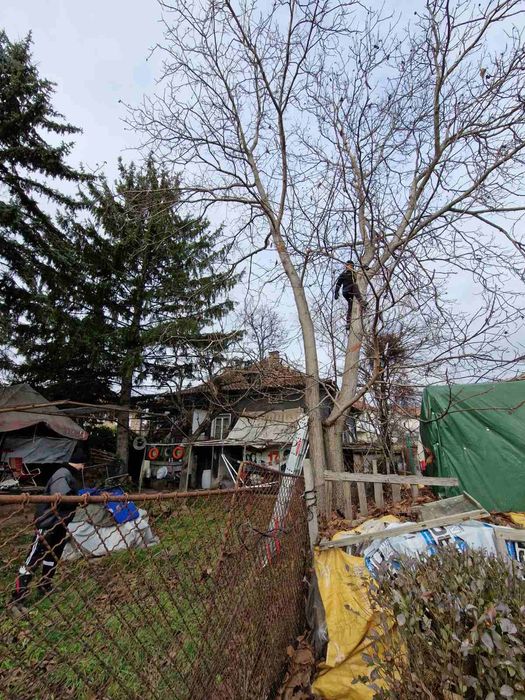 Рязане на опасни дървета