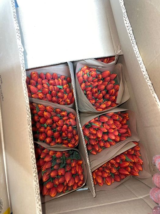 Тюльпаны Алматы низкие цены