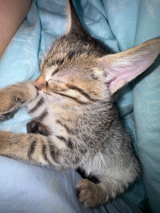 Котенок, девочка, 3 месяца