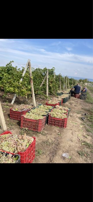 Vand struguri pentru vin