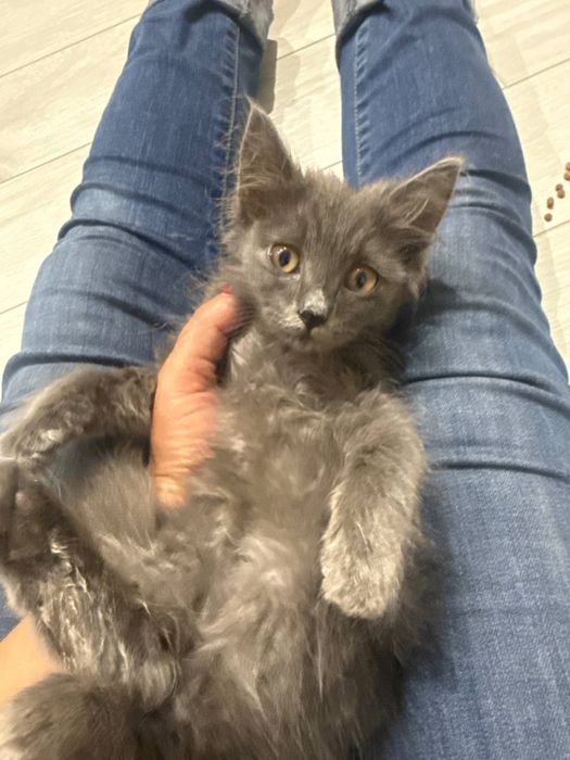 Отдам в добрые руки котята