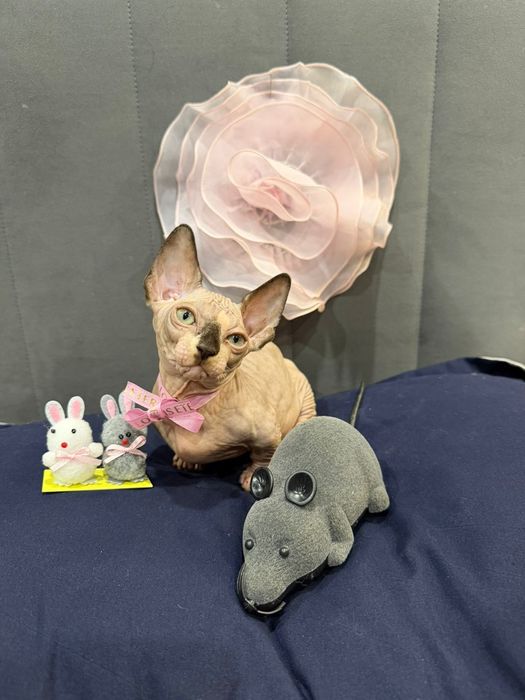 Шикарные сфинксы бамбино и эльф