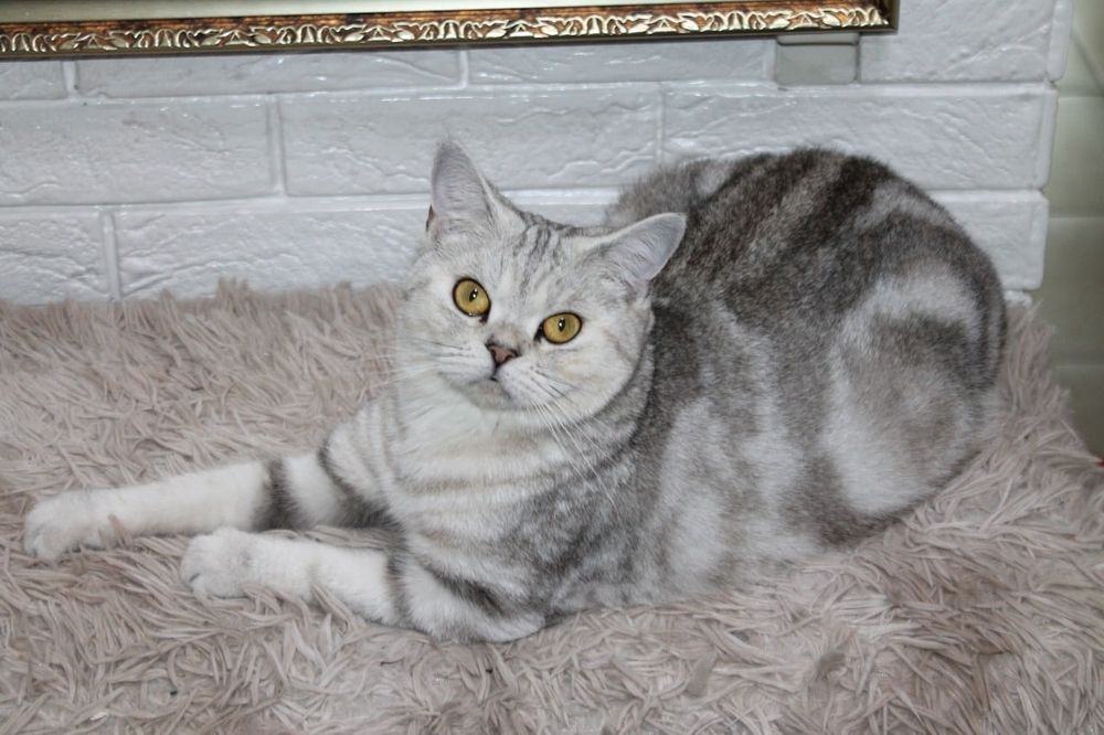 Британская кошка