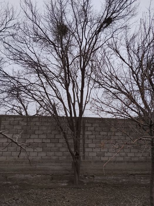Дарахт ва утин сотилади