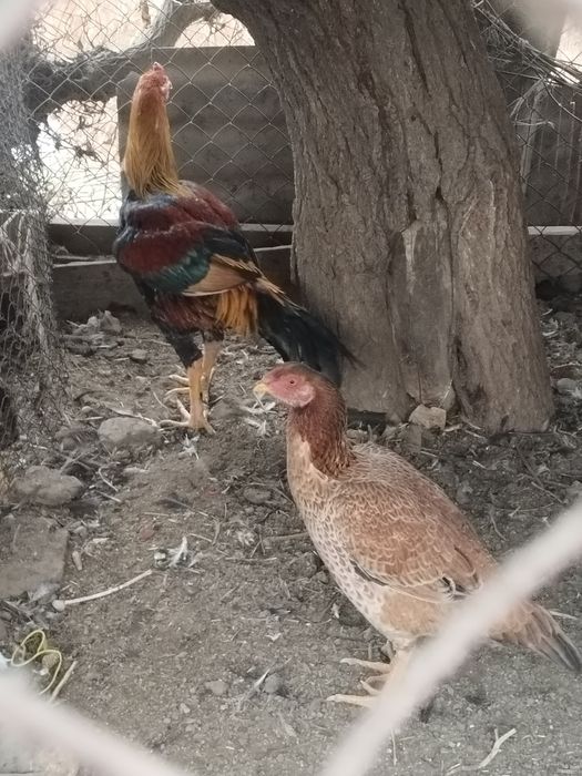 Продаётся Дакан и дакниха