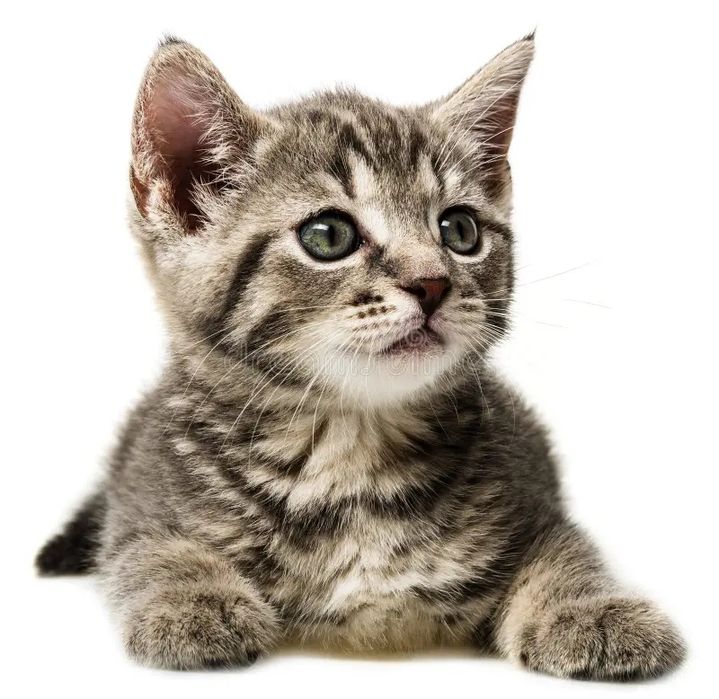 Котята сладкие ,