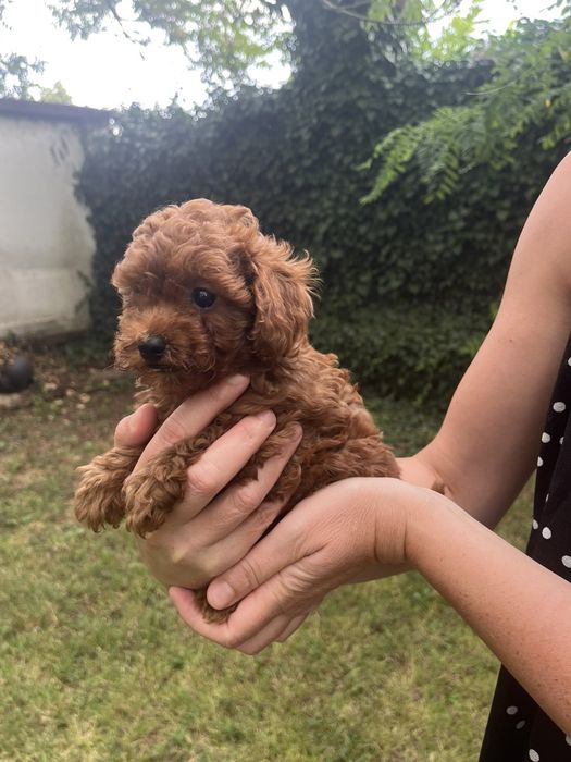 Пудел той/ poodle toy