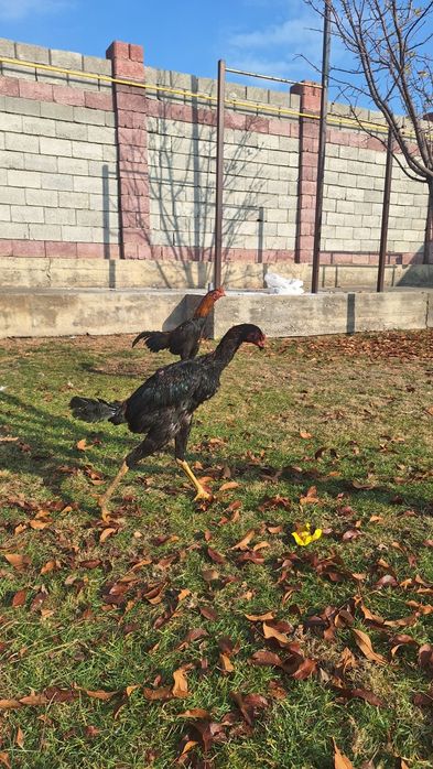 Кораздар сатылады