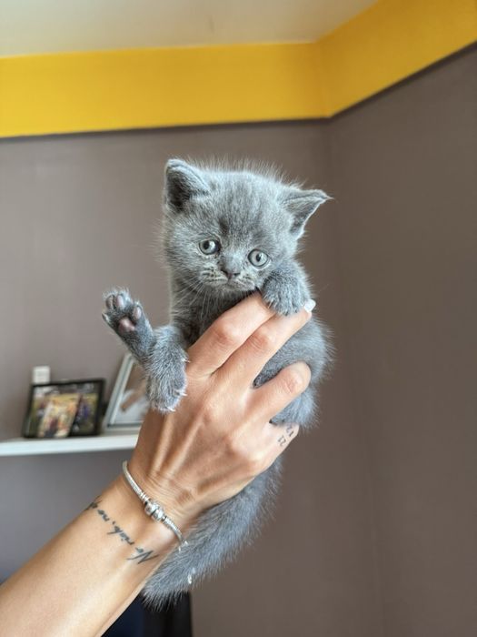 Британски късокосмести