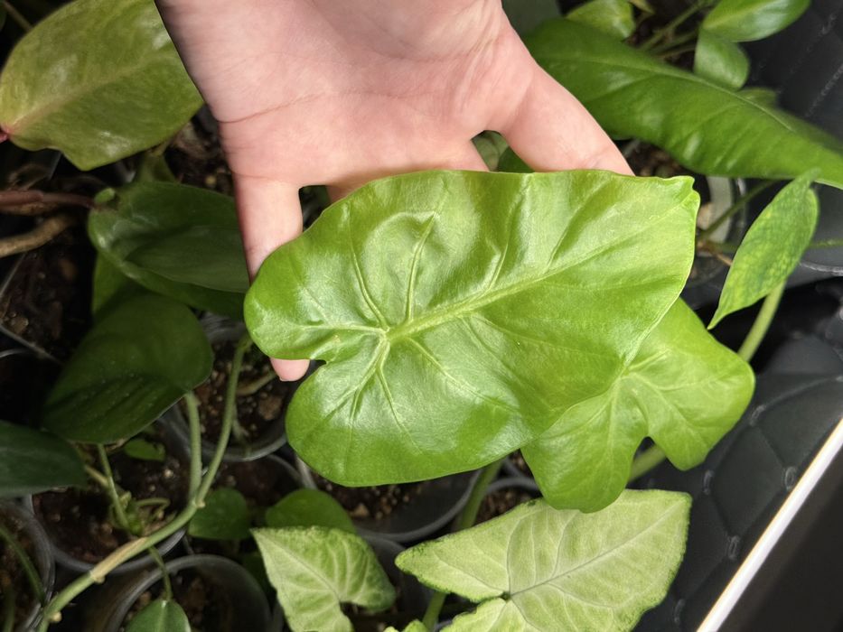 Комнатные растения