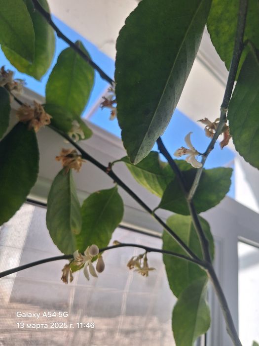 Лимон нали сатылады