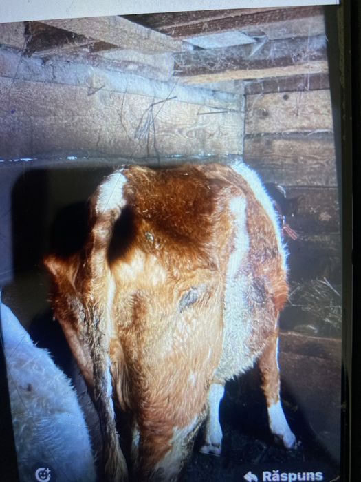 Vaca de vanzare cu vitea