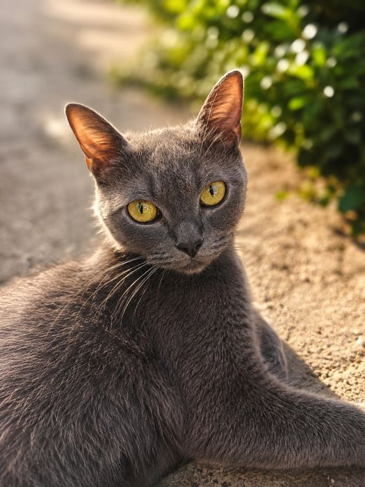 Котята британцы.