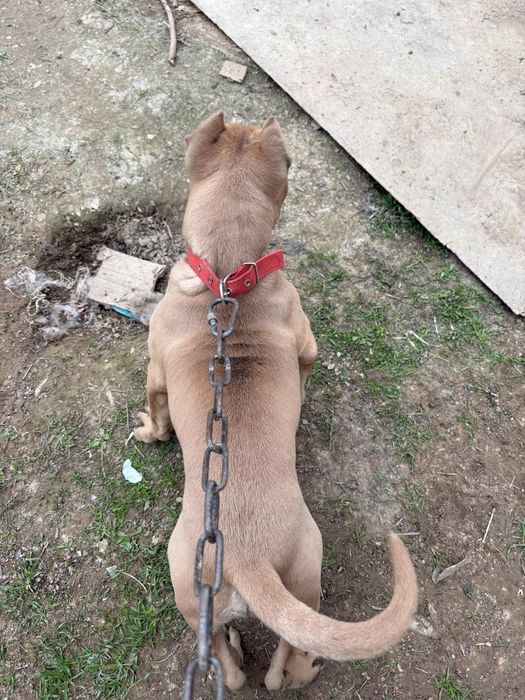 Осы питбуль сатылымда