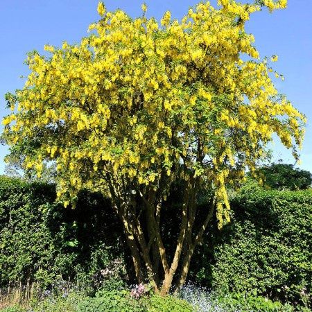 Salcâm Galben Vossi