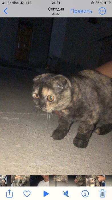 Шотландская вислоухая