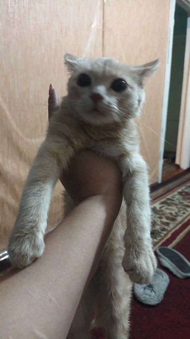 Отдадим котенка очень красивый молочно полосатый окрас