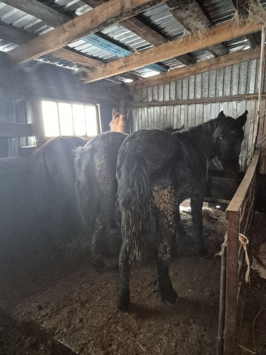 Продам тайлар на откорме