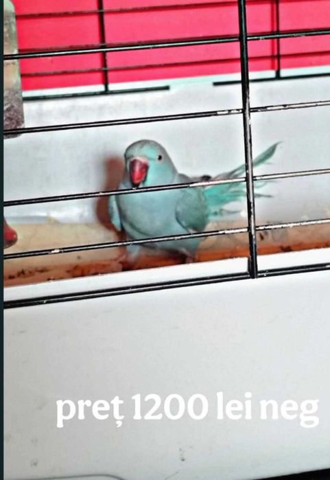 Papagali Micul Alexander