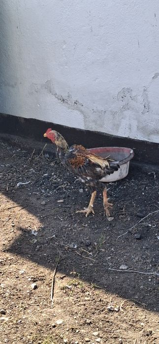 Продам дакана хороший большой