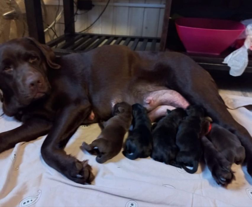 Щенки лабрадора шоколад