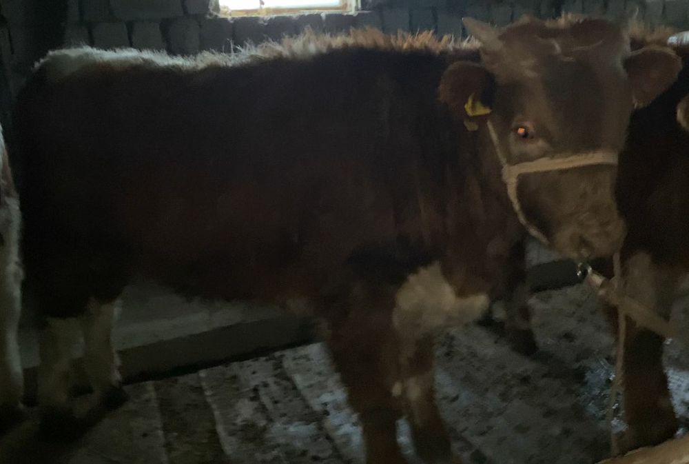 17 бас бұқа сатылады