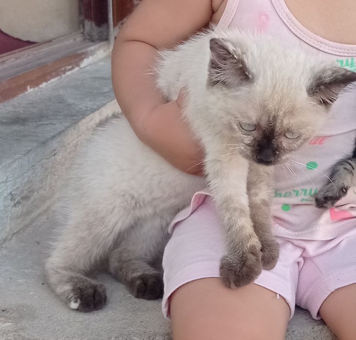 Siyamiski mushuklar