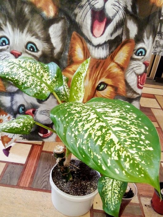 Диффенбахии продам