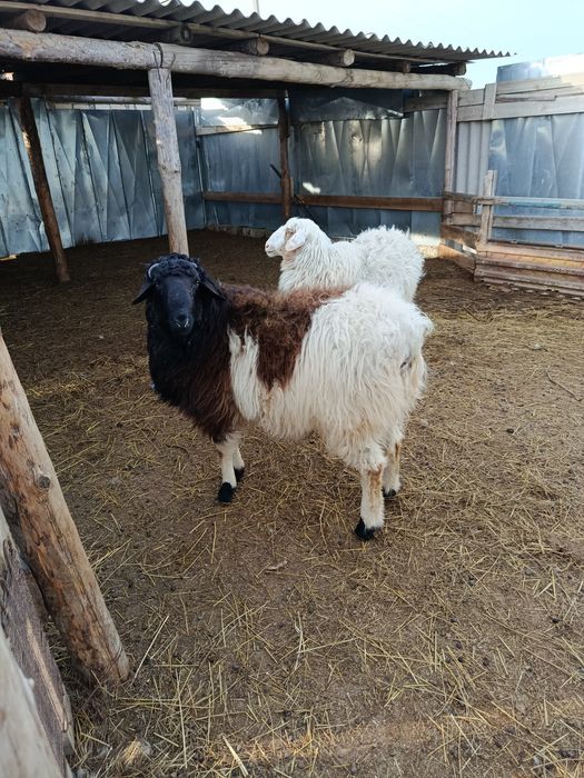 Қошқар мен сек сатылады