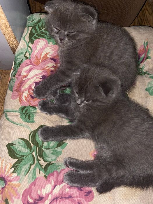 parodasi; skotish bn britanskiy