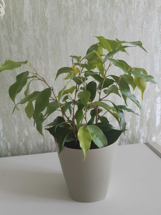 Фикус Бенджамина