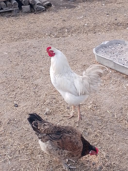 Домашние утки и петух