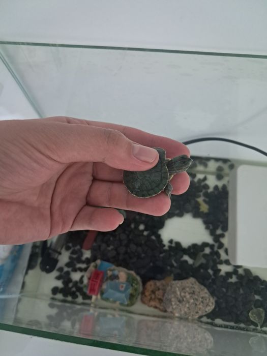 Аквариум с черепахой