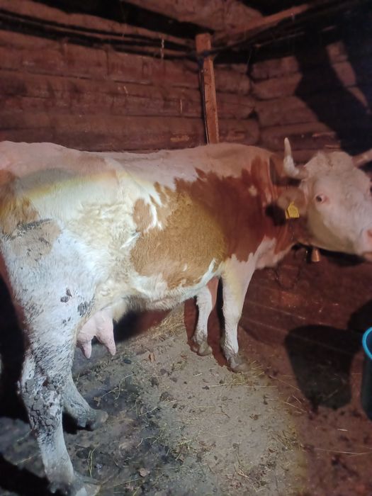 Vaca de vânzare mai multe detalii la telefon