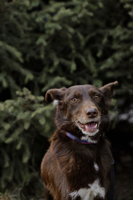 Собака в ответственные руки.