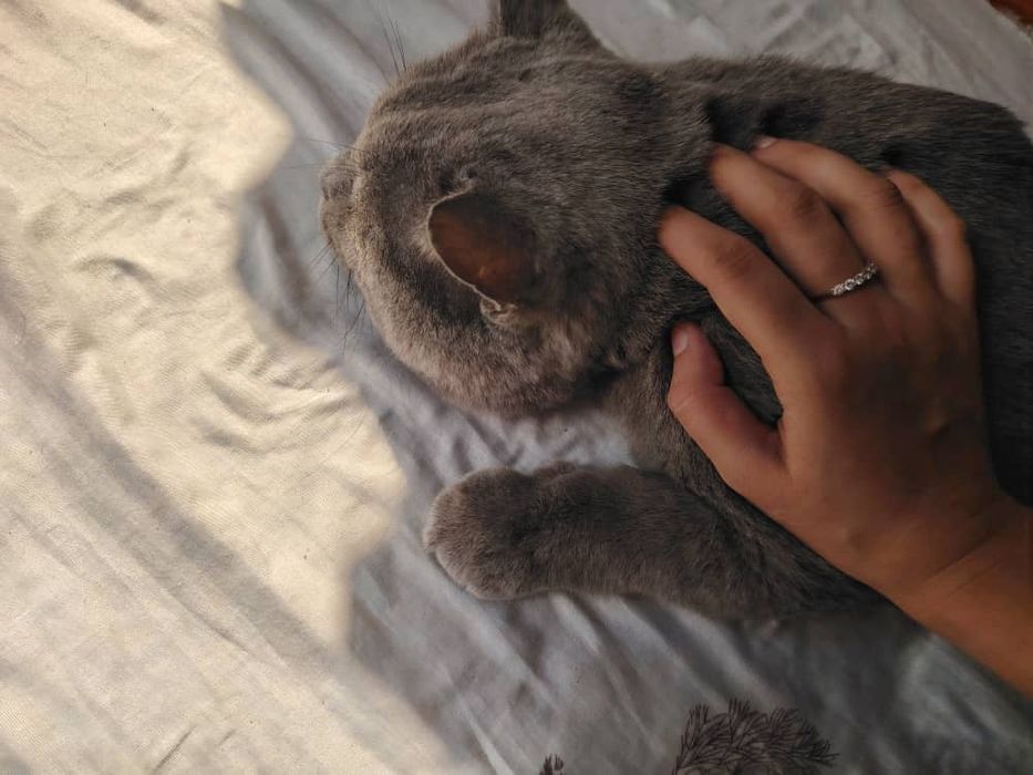 Вязкага гигант БРИТАНСКИЙ