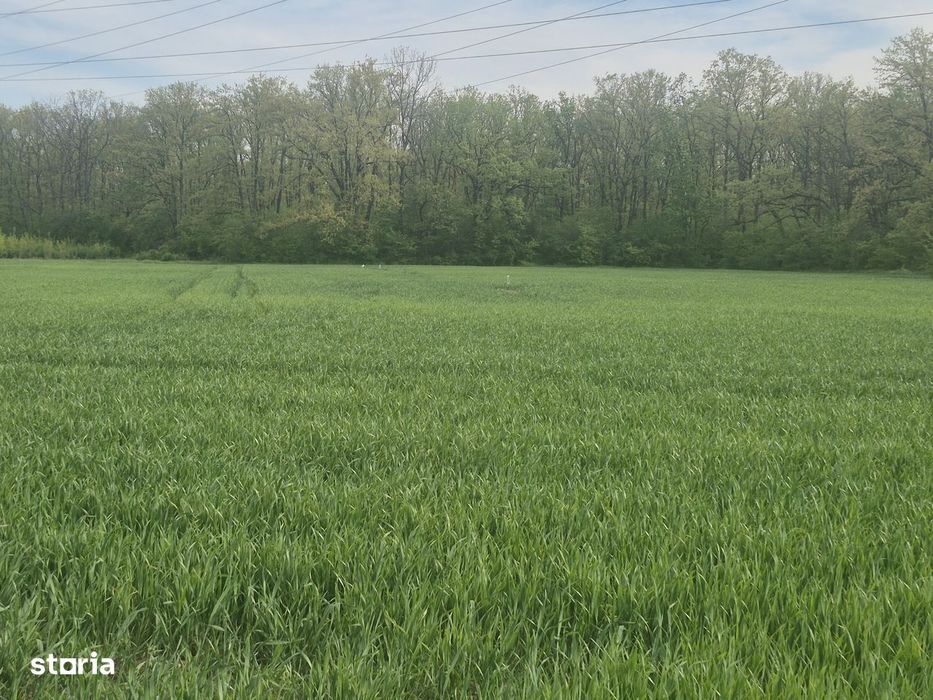 Teren Balotesti vecin padure,30 metri-gaz si electric, 31 E/mp