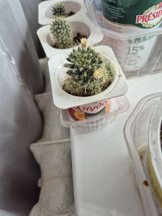 Кактусы мамиллярия