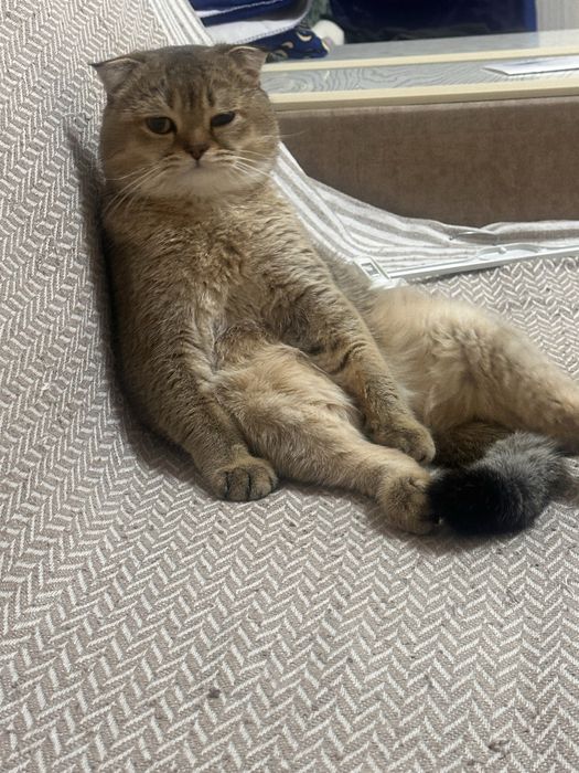 Вязка кота золотой шиншилла. Vyazka