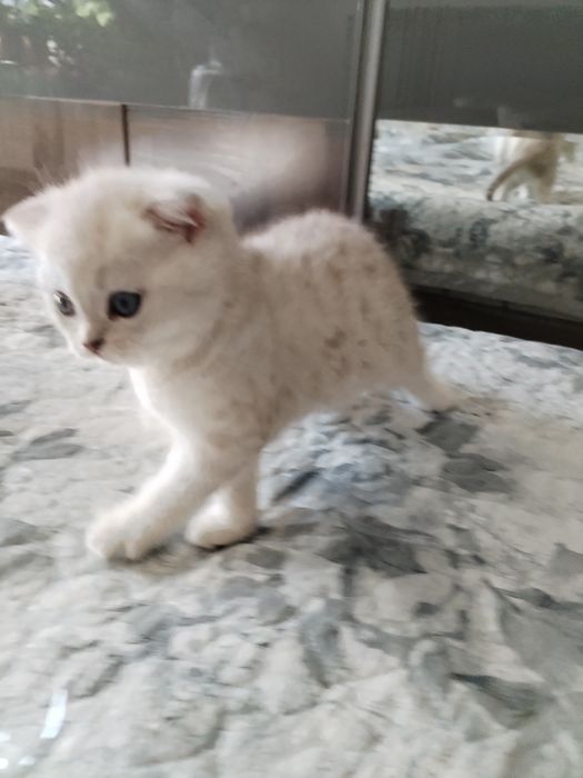 Продаётся котёнок шиншилы серебряной