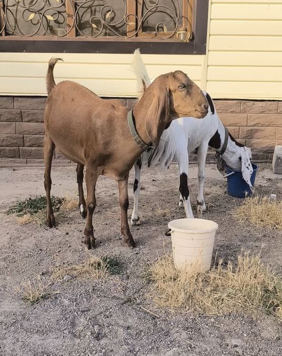 Битал ешкилер сатылады