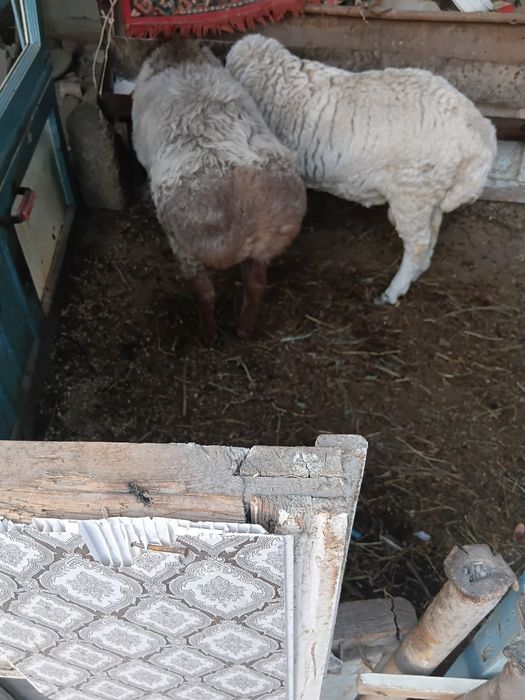 Quchqorlar. Sotiladi 2 ta bor