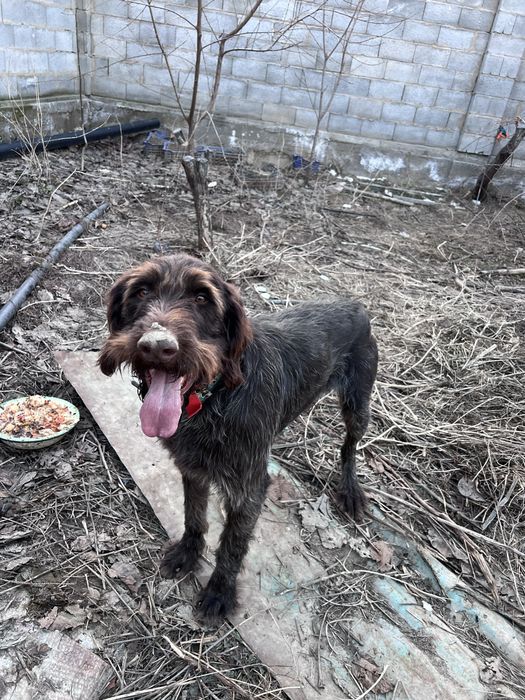 Прдаеться Дратхаар