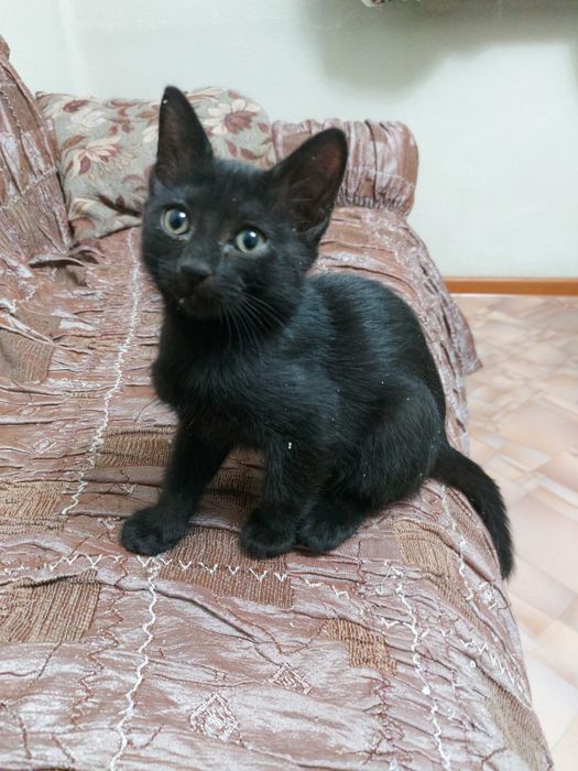 Котенок 4 мес мальчик