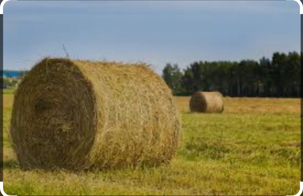 Продам сено рулонами