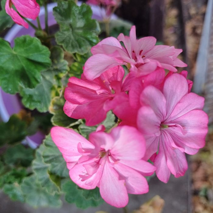 Продам комнатные цветы.