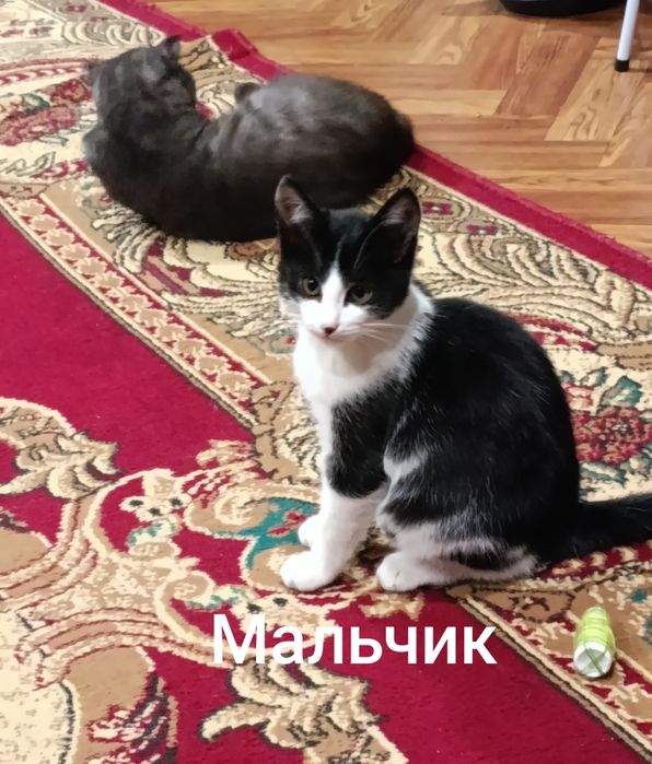 Котята в добрые руки